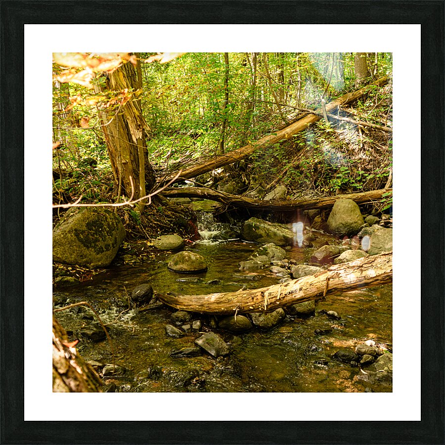 DSC00749 Picture Frame print