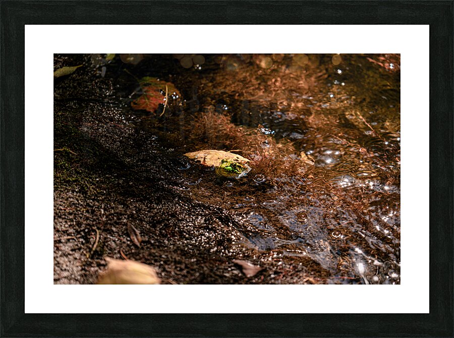 DSC00751 Picture Frame print