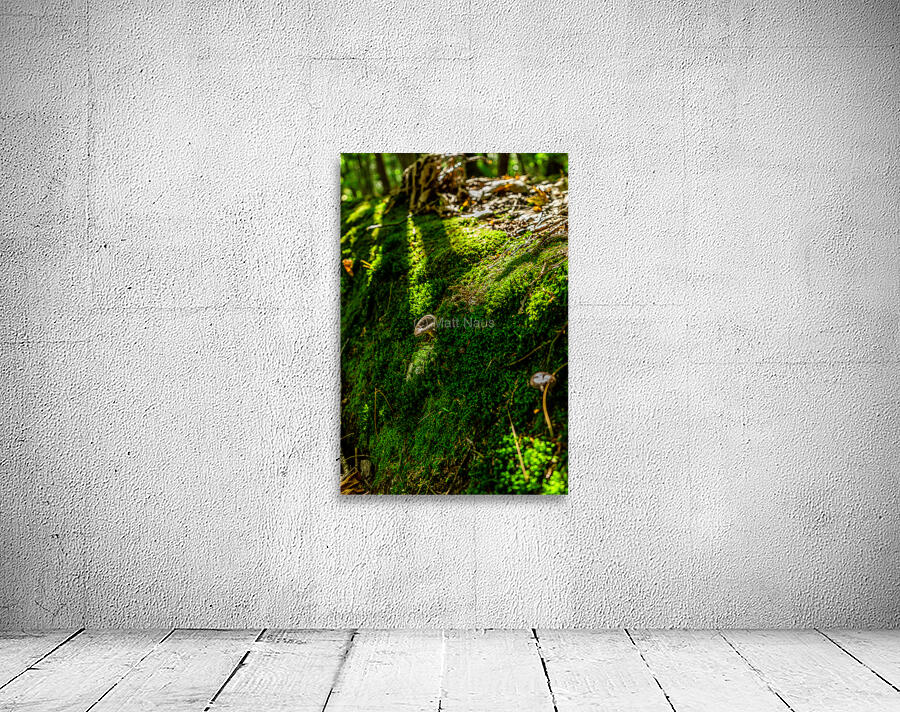DSC00700 Wall Preview