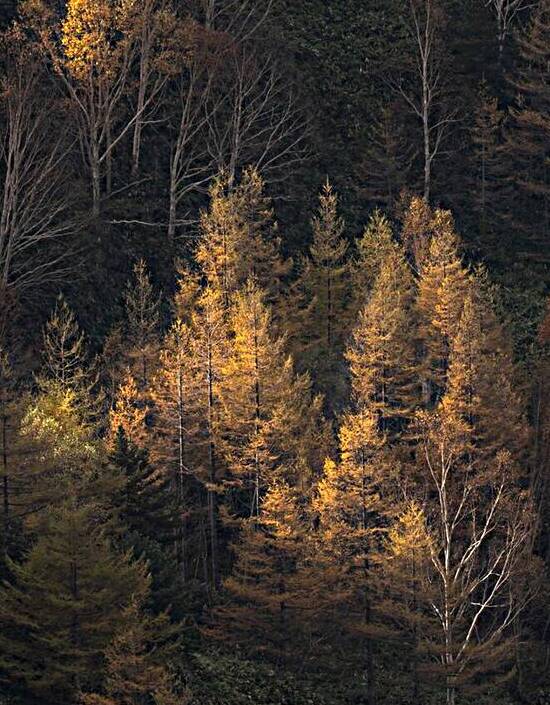 trees forest sunset nature sunrise by Samant4