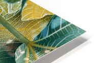 fig leaf plant tree botany HD Metal print