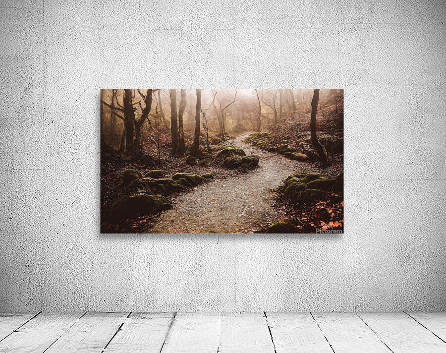 path trees forest fantasy Wall Preview