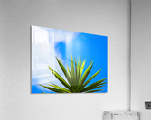 Green Leaf Blue Sky Acrylic Print