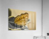Beautiful Butterfly Acrylic Print