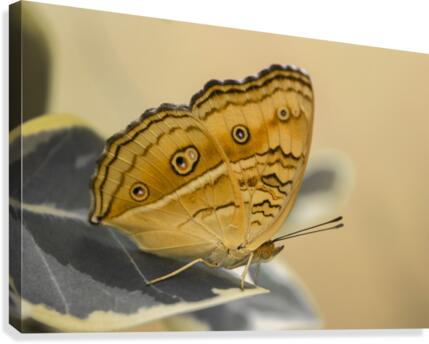 Beautiful Butterfly Canvas Print