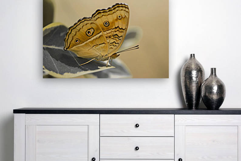 Beautiful Butterfly by Shajhan Sheriff