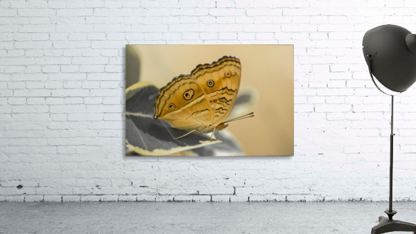 Beautiful Butterfly Wall Preview