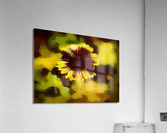 Yellow Flower Acrylic Print