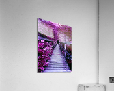 Lavender Bridge Acrylic Print