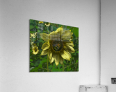 Bee on Sunflower Acrylic Print