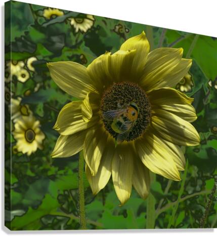 Bee on Sunflower Canvas Print