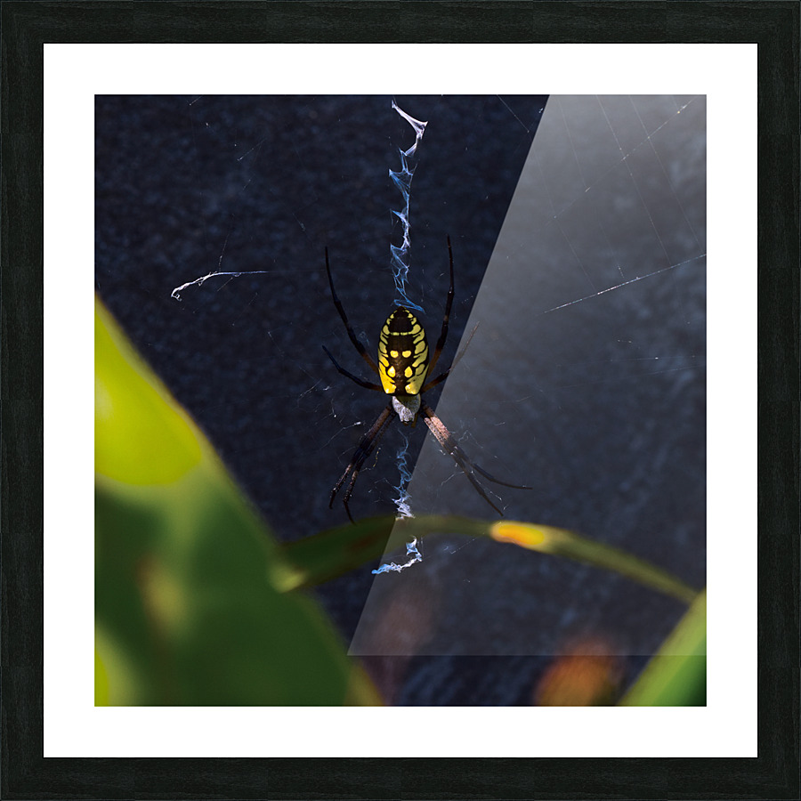 Dream Weaver Picture Frame print
