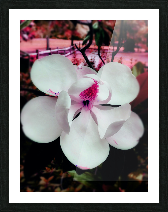  Fine Art print