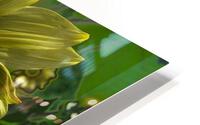 Bee on Sunflower HD Metal print