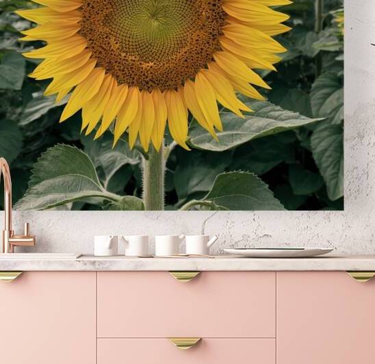 a picture of a sunflower nfEG9Xm7QQSOB EoC7DN w d by Bouchrastore