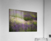 Lavender  Acrylic Print
