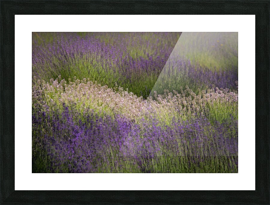 Lavender  Picture Frame print