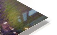 Lavender  HD Metal print
