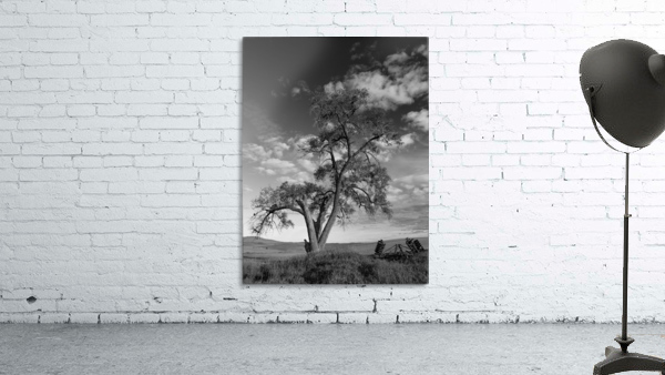 The Tree Wall Preview