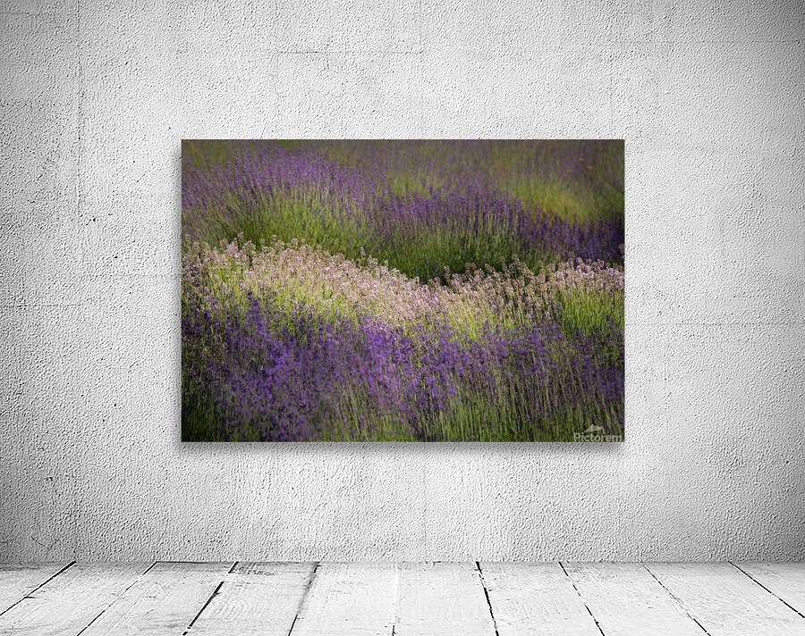 Lavender  Wall Preview