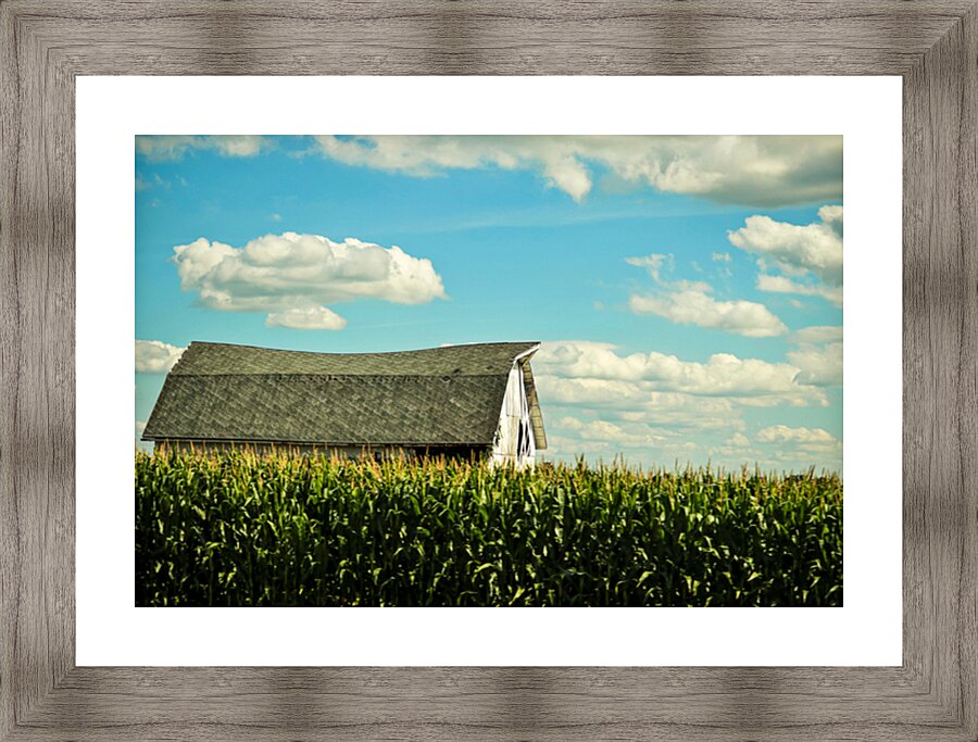 Barn in a Cornfield Picture Frame print