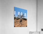 Canyonlands One Acrylic Print