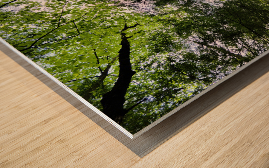 Hocking Hills Wood print