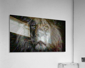 Craked Scar lion Acrylic Print