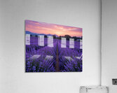 Lavender Dreams Acrylic Print