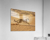 Desert Velocity Acrylic Print