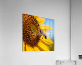  Golden Moment Acrylic Print