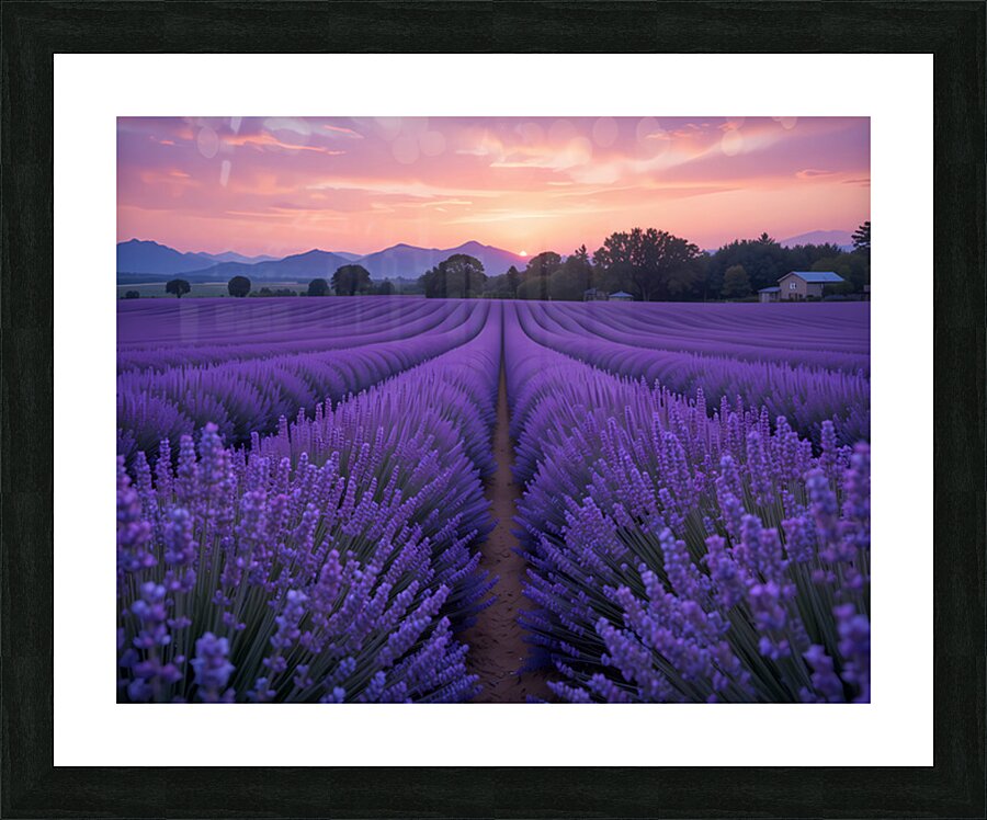 Lavender Dreams Picture Frame print