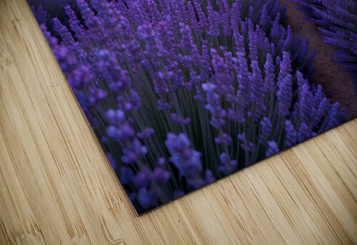 Lavender Dreams NAOUAL HESSOUNI puzzle