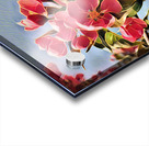 Malus Flower 1 Acrylic print