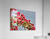 Malus Flower 1 Acrylic Print