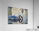 Swan on lake in the morning Acrylic Print