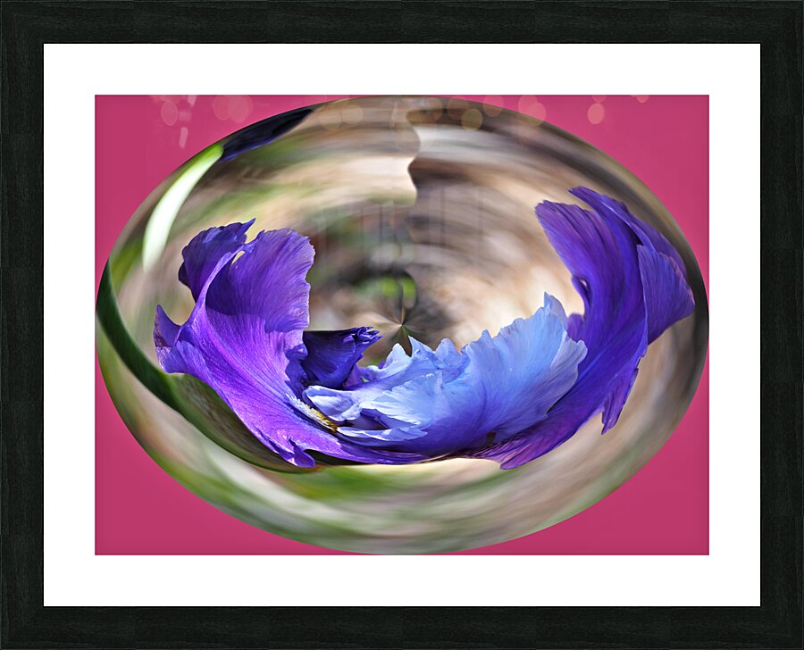 Iris in a crystal bowl Picture Frame print