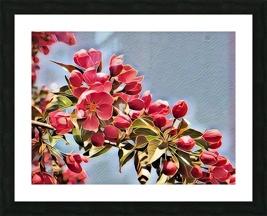 Malus Flower 1 Picture Frame print