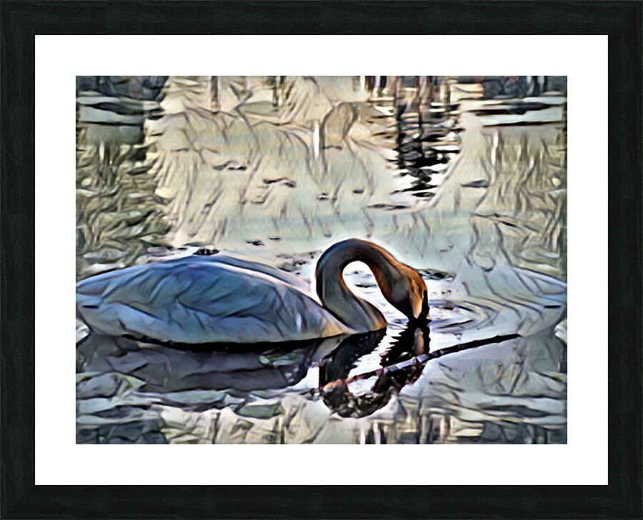 Swan on lake in the morning Picture Frame print