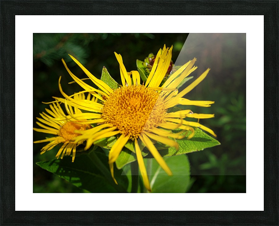 yellow Picture Frame print