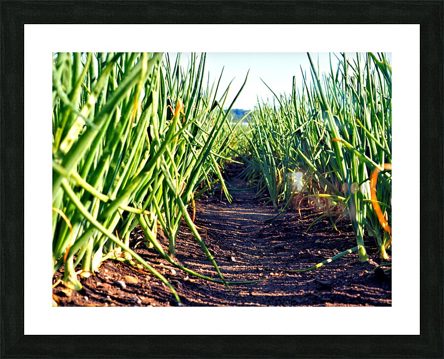 Onion Avenue Picture Frame print