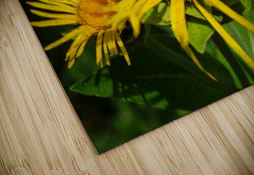yellow Flodor puzzle