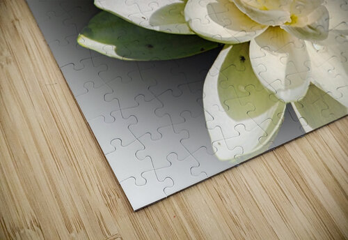 Water Lily Flodor puzzle