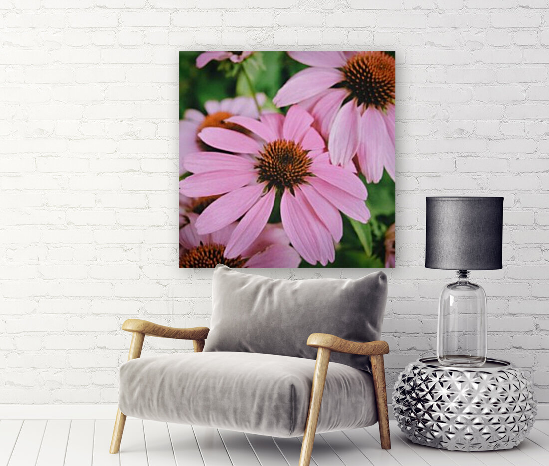 Echinacea Reproduction