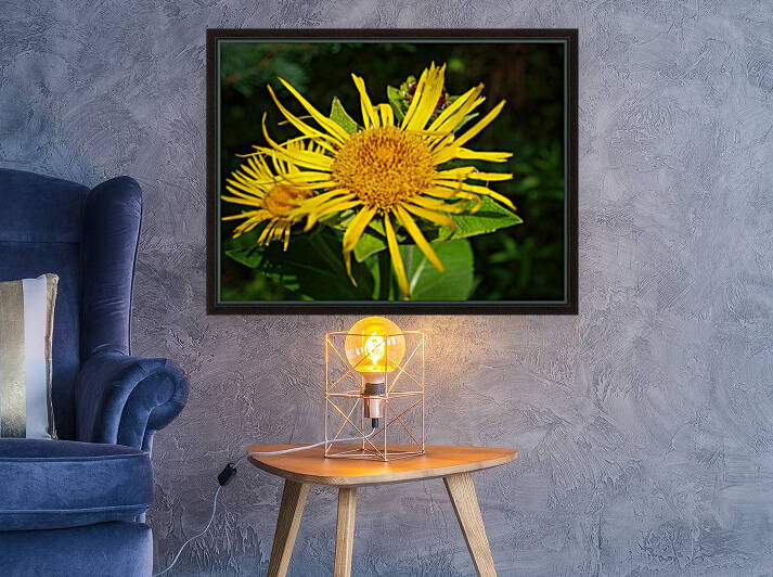 yellow Reproduction