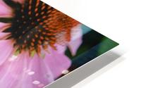 Echinacea HD Metal print