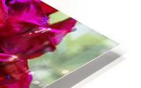 Red Flower 2 HD Metal print