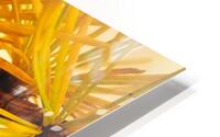 Golden Needles HD Metal print