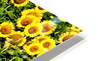 Sunflower Field HD Metal print