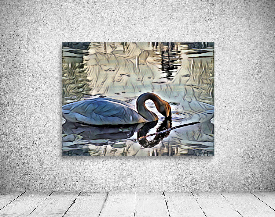 Swan on lake in the morning Wall Preview